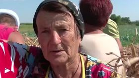 VIDEO Ceapa dulce de Buzău, recoltă record și speranțe pentru un brand național